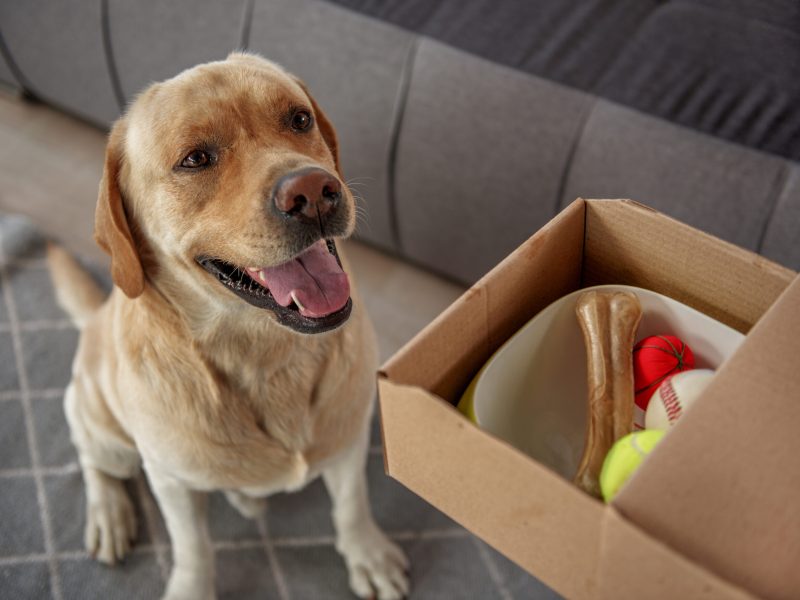 Moving-with-Pets